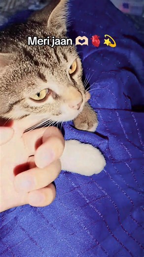 Meri jaan h ye 🫶🏻🫀💫 #foryou #unfreezemyaccount #cats #sparkling_crafts #viral