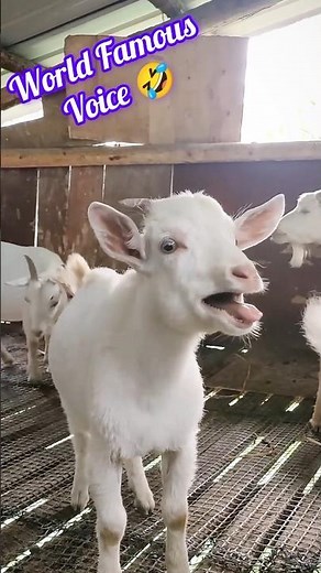 Goat Screams Like a Human?! Funniest Animal Sound Ever! #Shorts 🤣