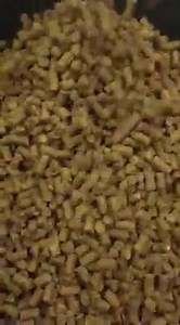 Krillers Garlic pellets 10mm in production today. We are very happy with this one. Smells amazing and full of crushed garlic, krill extract, fish hydrolysate and LT94 fishmeal. | NorthernBaits and Common Baits Europe
