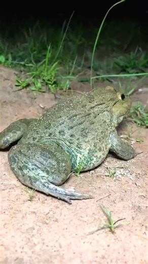 Frog make you laugh funny jump touching frogs big frogs so funny s #wildlife #frogs #zoo #foryou #explore #green #nature | Zongile