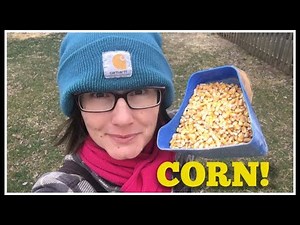 WHY Give CORN to Your Chickens!