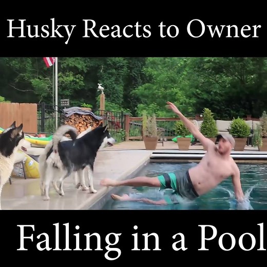 Husky Reacts to Owner Falling in a Pool | Taras Kul
