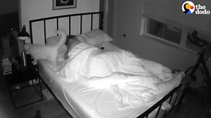 Hidden camera shows cat turning off dad’s alarm 😹 | The Dodo