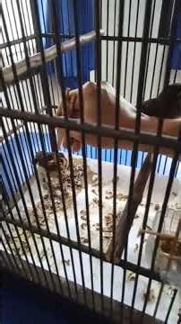 Meloloh Anakan Murai Batu #kicaumanianusantara #kicaumaniaindonesia #birds #fypシ #shortvideo