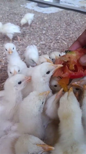 How to grow sonali chicks growth 💹💹 #sonalimurgipalan#murgifarming #poultryfarming#desimurgifarming