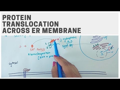 PROTEIN TRANSLOCATION ACROSS ER MEMBRANE
