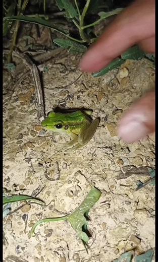 SILLY FROGS jump really FUNNY🐸😁😂 #frog #funny #animals