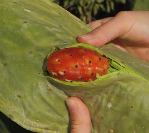 4M views · 11K reactions | From Prickly to Pretty: Cactus DIY Magic | 5-Minute Crafts | Facebook