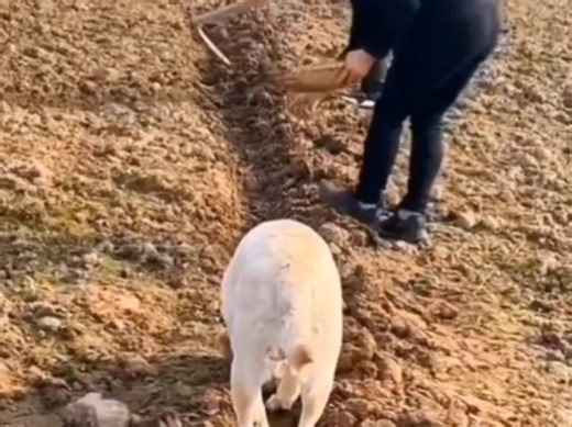 带狗子一起种花生，狗子在后面跟着吃，狗：乱扔食物，怪浪费的，还好有我。 #萌宠 #搞笑 #记录可爱的动物