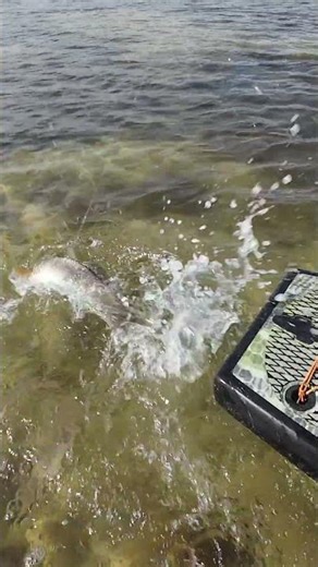 Sight Fishing Inshore Redfish: 7'6" Medium Heavy Fenwick World Class #fenwickfishing #redfish #fish