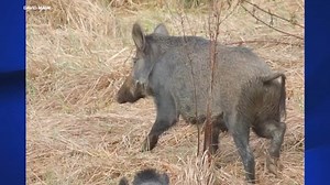Invasive wild boars population rising in Bay Area with reports of more 'scary' sightings, damage