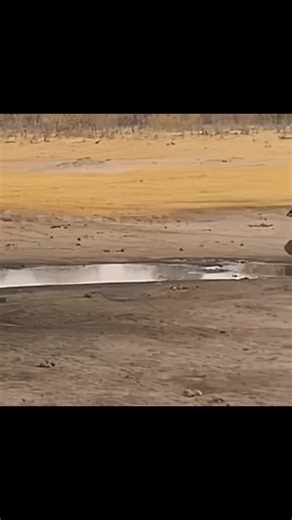 7K views · 119 reactions | Honey Badger scared the elephant. #WildlifeRescue #wilds #forest #naturelovers #wildanimals #wildlife | wild animals | Facebook