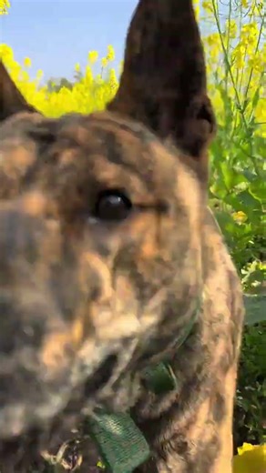 Title: Countryside Canines: The Joy of Local Pups