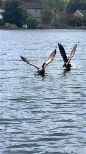 Geese Taking Off from Calm Water 🦢 Peaceful Nature Moment