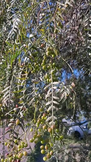 Clusters of Green Berries Hanging From Peruvian Pepper Tree Branches