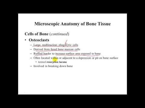 Osseous Tissue Cell Anatomy and Matrix Physiology