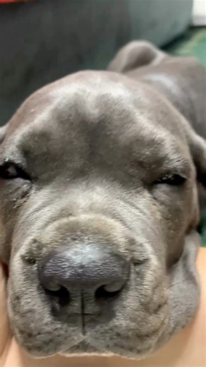 What a huge 13 weeks old cane corso puppies 😩🥰 #canecorso #canecorsopuppy #canecorsolove #canecorsofans | Marcus Cane Corso Puppies For Adoption