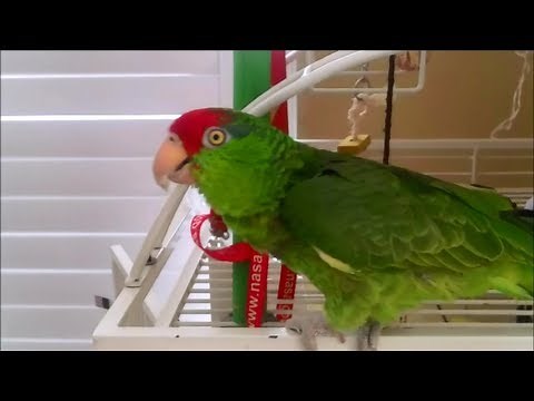 Senor Verde The Red Headed Mexican Parrot