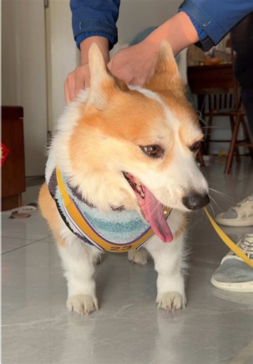 Corgi Christmas Decorations and Daily Life of Tutu | TikTok