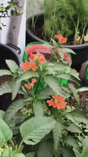 Terras Garden..🌱🌱🌱