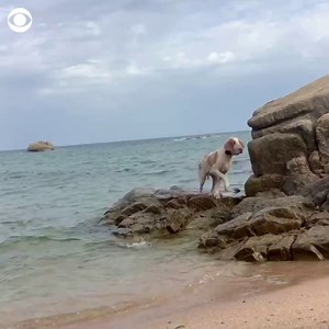 The Bracco Italiano, also known as the Italian Pointer, has officially been recognized as the American Kennel Club’s newest breed of dog, although the pup’s roots date back to the fourth or fifth century BC. | CBS News