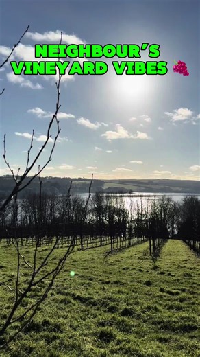 When your neighbour’s vineyard is this stunning, you can’t help but take a stroll! 🍇 Well, you could live next to worse places… Walking through the neighbour’s vineyard reminds us why growing your own food is so rewarding. Imagine fresh grapes, homegrown veggies, and a garden that gives all year round. That’s the Harvest365 dream! 🌱✨ #Harvest365 #GrowYourOwn #VineyardVibes #madplantman #dartanaplants #GardenLife #HomeGrown #AllYearRound #GardenGoals #WinterGardening #GardenInspiration #FruitGa