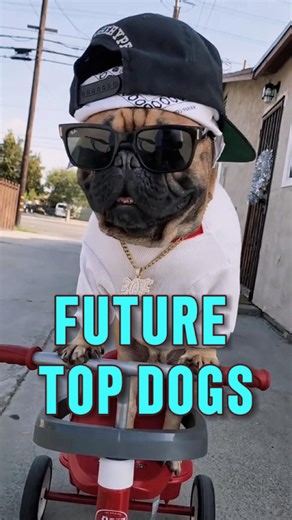 ZoieePaws | Top 10 Dog Breeds Rising by 2026 🐾 (#3 Will Shock You!) Discover the Top 10 Dog Breeds set to skyrocket by 2026 🐾. From family-friendly... | Instagram