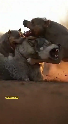 Guard Dogs Save Lamb From Wolf Attack in Farmyard