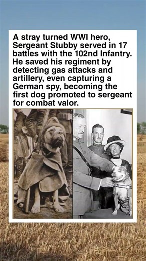 The Stray Who Saved a Regiment: The Legend of Sergeant Stubby #shorts #facts #dog #dogshorts
