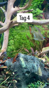 Apistogramma macmasteri Nachwuchs Tag 4 🐟 #aquarium #aquariumfische #aquascape | Pachi Aquarium