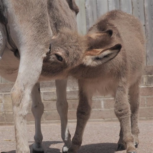 This Mother's Day, meet some of the mares and foals whose stories have changed for the better, thanks to your support. ❤️ 20 pregnant mares were brought to safety during our largest UK rescue in 2021. With love and expert care, these mothers and their foals are now leading happier lives. | The Donkey Sanctuary