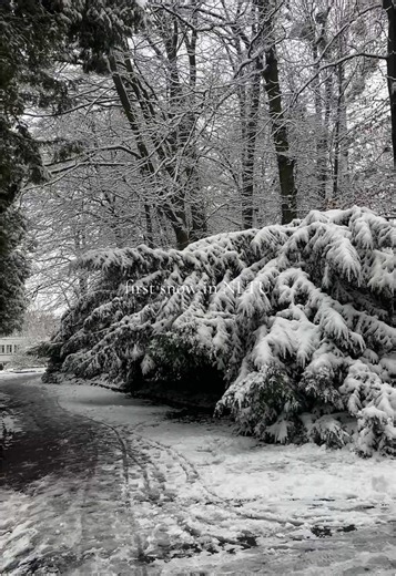 Перший сніг в нашому університеті☃️🌨️ #нлту #студент #IT #it #nltu #університет #IKNIT #медіа #wintervibes #winter #snow #firstsnow