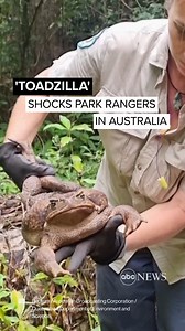60K views · 1.6K reactions | Meet “Toadzilla.” Australian park...