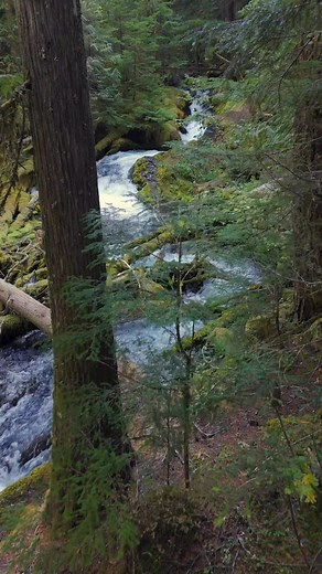 Gliding through the forest, almost brushing the branches of these enchanting trees, I’m met with the wild beauty of Lower Downing Creek Falls — where adventure flows as freely as the water itself. | Barry Smith