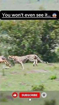 🎯The Cheetah’s Perfect Strike: How It Took Down Its Prey