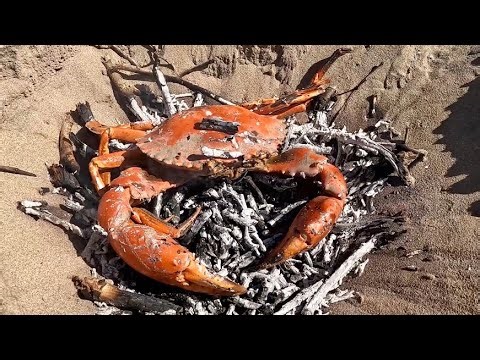 GIANT MUD CRAB | CATCH and COOK | THE BEST WAY!!