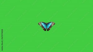 greenscreen butterfly moving its wings 4k video