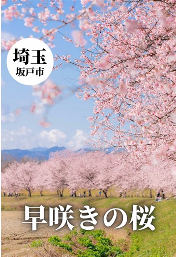 北浅羽桜堤公園で満開の桜を楽しもう🌸