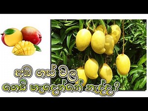 ඵලදාව නැති අඹ-ගසක ඵලදාව ලබා ගනිමු🥭😋🥭 (අඹ ගසක ඝන කප්පාදුව)