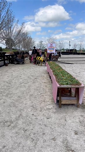 Had a wonderful day with the donkeys and our donkey friends . This was the donkey lunch which they all enjoyed and displayed very good manners 🥰 | Clovercrest Miniature Donkey Stud