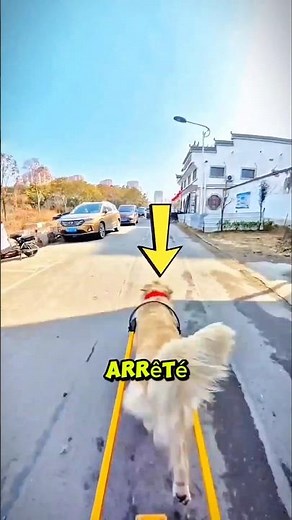 Ce CHIEN va chercher son MAÎTRE à l'école