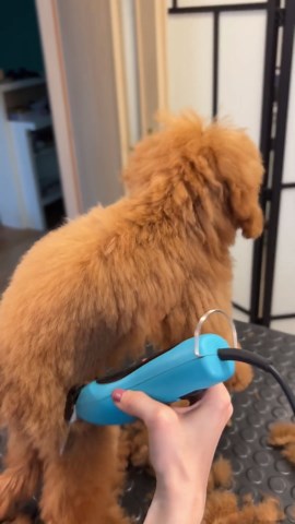 Adorable fluffy puppy gets teddy bear groom | Step-by-step poodle/doodle cut!