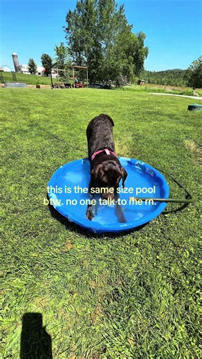 Puppy Crying in Small Pool — Chocolate Lab Emotions