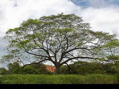 Fractals in Nature
