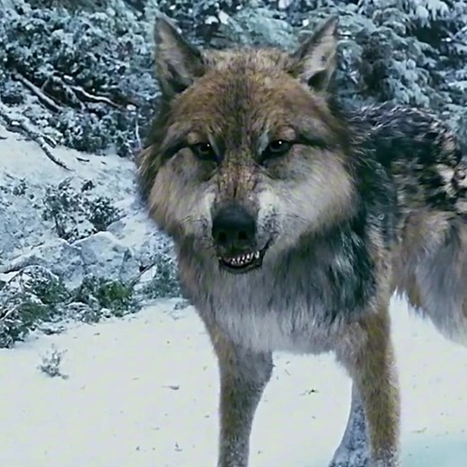 Twilight Wolf Pack Edit: A Fan Tribute