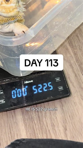 It finally happened! Our boy reached his first BIG milestone towards his full recovery. Can you believe he’s 22 grams over?!… little did he know he had us all stressing over those last few grams.. We are so proud of how far he has come. Next up reggie needs to finish his shedding on his head and tail then his final exam and tests at the vet. #reptilesoftiktok #beardeddragon