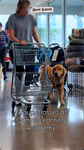 This weekend we had some Packed group classes. Puppy Kindergarten, Manners and Life Skills Foundation, Public Access, Task Training, and Rowdy Rover Classes our group classes are all about real-life skills, confidence, and building a relationship with your pup. Want to learn more? Call or text 949-849-3885 to speak with a certified trainer and find the right class for you and your dog. #caninelearningacademy #puppyschool #puppytraining #huntingtonbeach #rewardbasedtraining #positivereinforcement