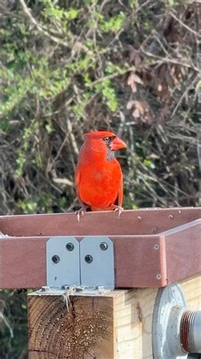 Northern Cardinal at feeder #birds #nature