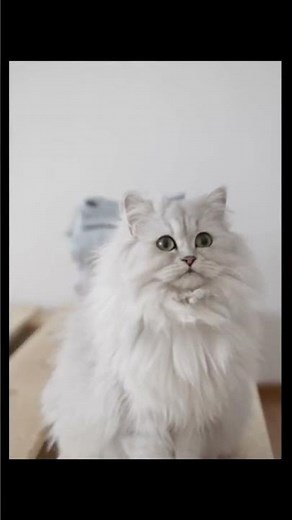 Unlocking the Mystery of Cat Chortles: Why Your Cat Makes This Adorable Sound!