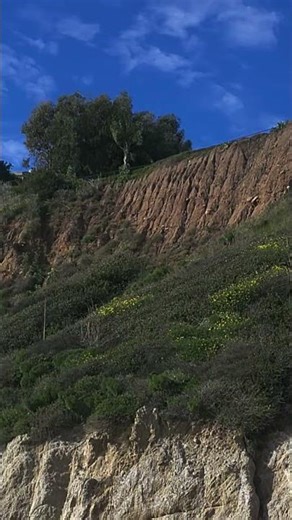 Beach Cliff Flowers #beach #californiabeach #oceanparadise #cliffflowers #malibucalifornia